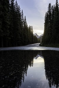 body of water surrounded by trees during daytime thumbnail