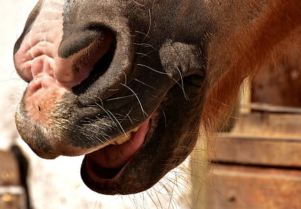 horse snout, nostrils, laugh, funny, close, animal thumbnail