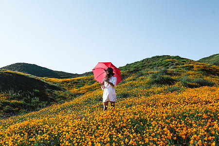 woman under red umbrella standing on bed of yellow petaled flower thumbnail
