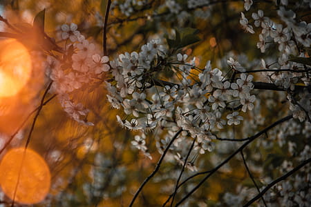 Selective Focus Photo Of White Petaled Flowers thumbnail