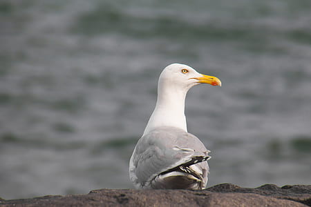 selective focus photography of ring-billed seagull thumbnail