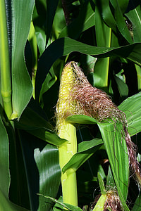 Corn, Corn On The Cob thumbnail