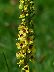 Black Mullein, Verbascum Nigrum thumbnail
