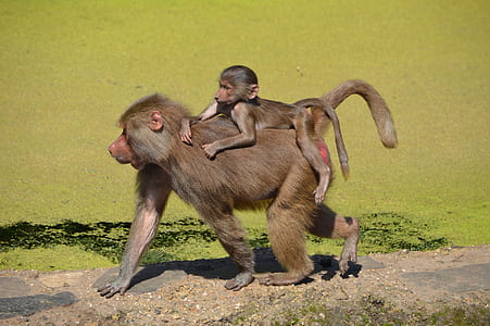 two monkeys beside green grass field at daytime thumbnail
