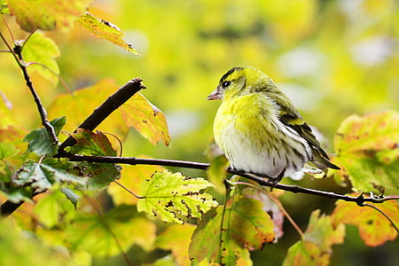 green and gray bird on tree branch thumbnail