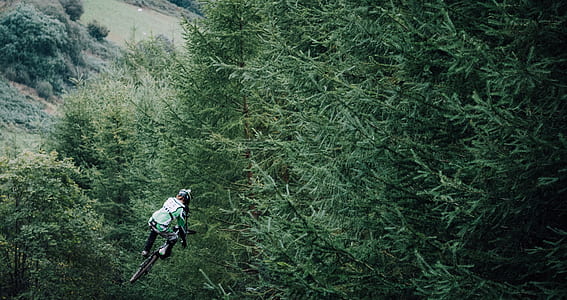 green trees thumbnail