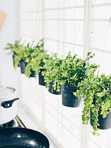 Shallow Focus Photography of Green Plants thumbnail