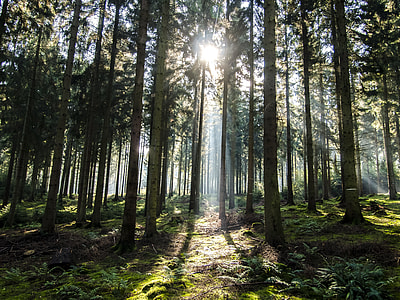 sunset behind trees thumbnail
