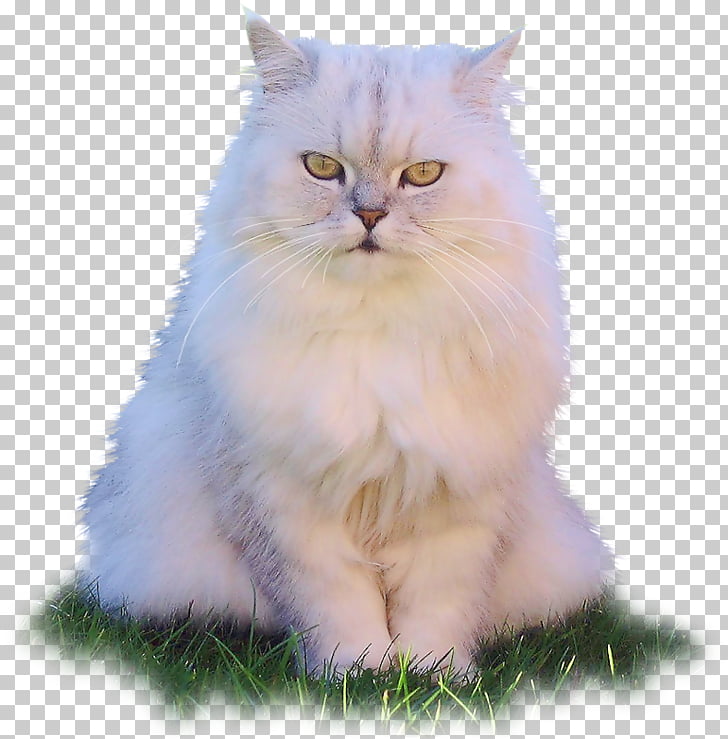 Asian Semi Longhair Persian Cat Ragamuffin Cat Birman Ragdoll