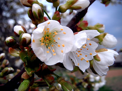 white-petaled flower thumbnail