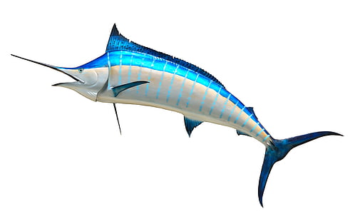 gray and blue sword fish thumbnail