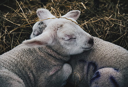 shallow focus photo of two sleeping lambs thumbnail
