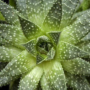 closeup photo of green leaf plant thumbnail