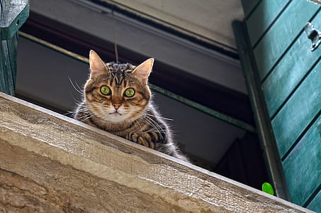 cat standing on window looking down thumbnail