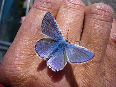 blue and white silver-studded butterfly thumbnail