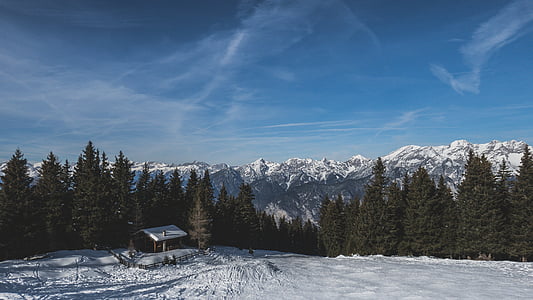 pine trees on snowfield under blue sky during daytime thumbnail