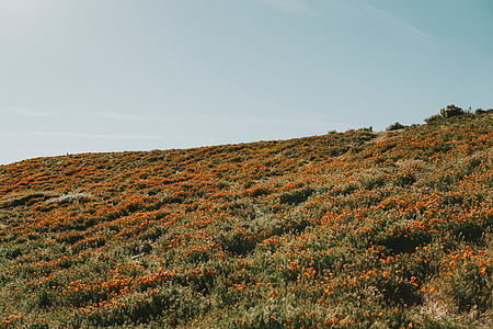 flowers, field, farm, grass, highland, landscape thumbnail