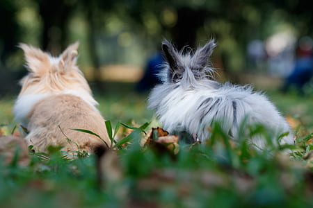 gray and brown animals laying on green grassy path thumbnail