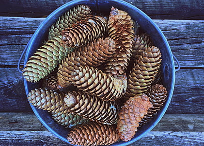 pinecones lot on gray bucket thumbnail