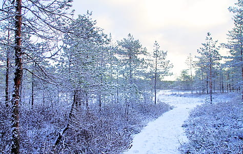 Photo Trees Covered With Snow thumbnail