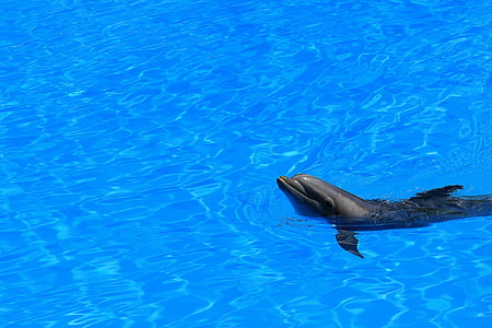 black dolphin thumbnail