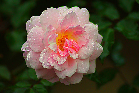 shallow focus photography of pink flower thumbnail