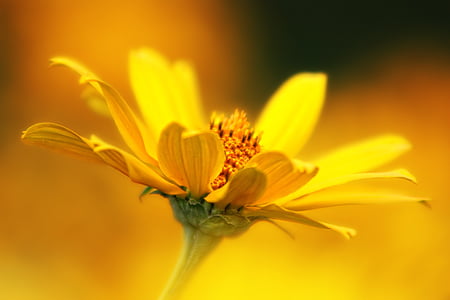 selective focus photography of yellow flower thumbnail
