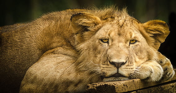 photo of lioness laying on wooden surface thumbnail
