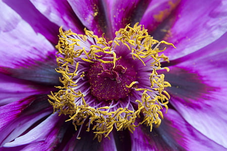 purple and yellow flower thumbnail