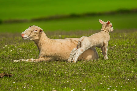 two white sheep on grass field during daytime thumbnail