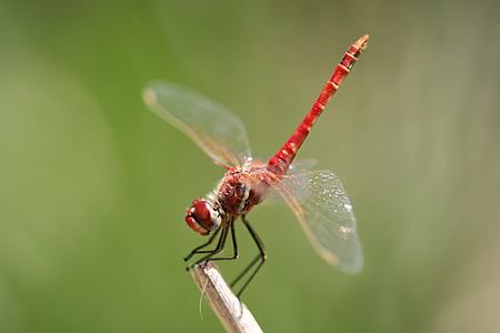 red dragonfly closeup photography thumbnail