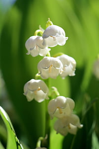 macro photo of white flowers thumbnail