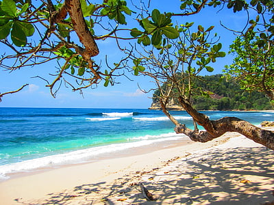 trees on seashore thumbnail
