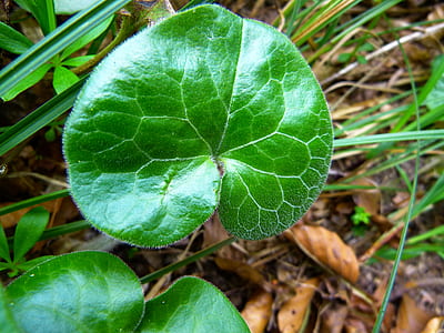 green leafed plant thumbnail