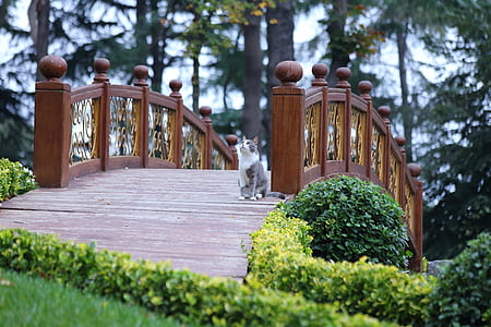 gray and white cat on bridge at daytime thumbnail