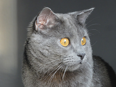 gray Persian cat in macro photography thumbnail