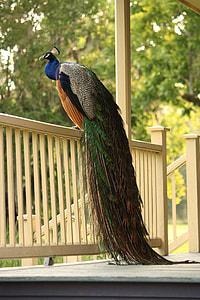 peacock on white wooden handrails across trees during daytime thumbnail