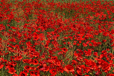 bed of red poppy flowers thumbnail