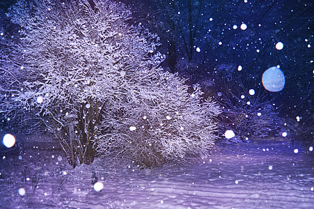time lapse photography of snows near white leafed tree thumbnail