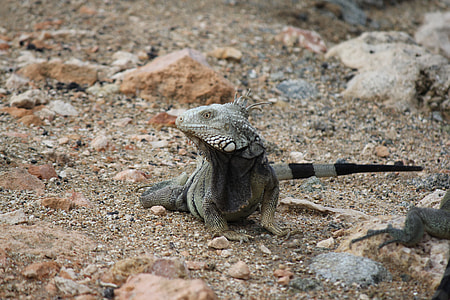 gray bearded dragon thumbnail