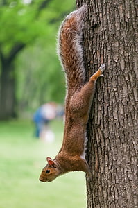 brown squirrel hanged on tree thumbnail