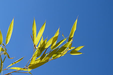 closeup photo of green linear leaves thumbnail