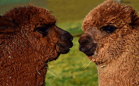 two brown sheeps on grass thumbnail