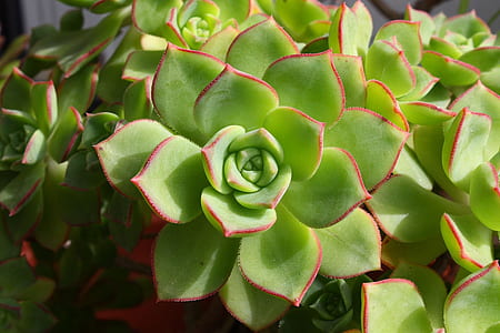 person taking photo of green succulent plant thumbnail