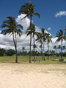 Ewa Beach landscape with Palm Trees and sky in Hawaii thumbnail