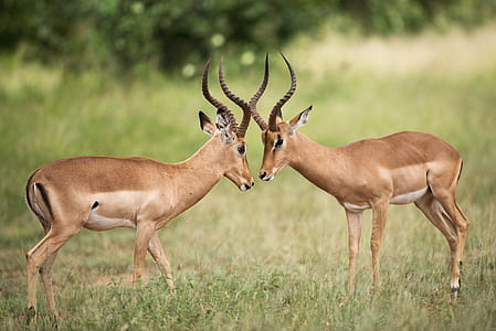 two antelopes standing on green grass field during daytime thumbnail