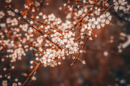 white flowers in shallow focus shot thumbnail