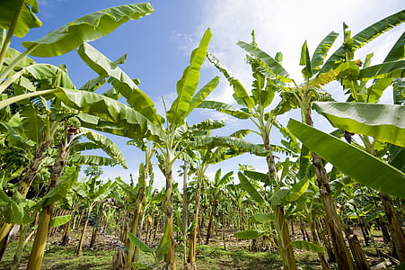 green banana tree at daytime thumbnail