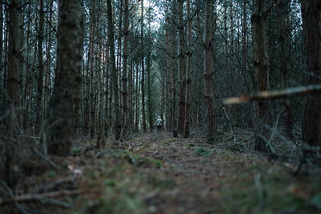 person walking in middle of jungle during daytime thumbnail
