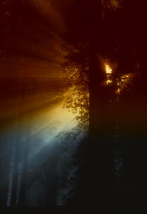 Ray of Sunlight Flowing in Trees thumbnail
